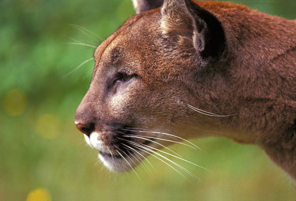Photo of Puma concolor by David Shackleton